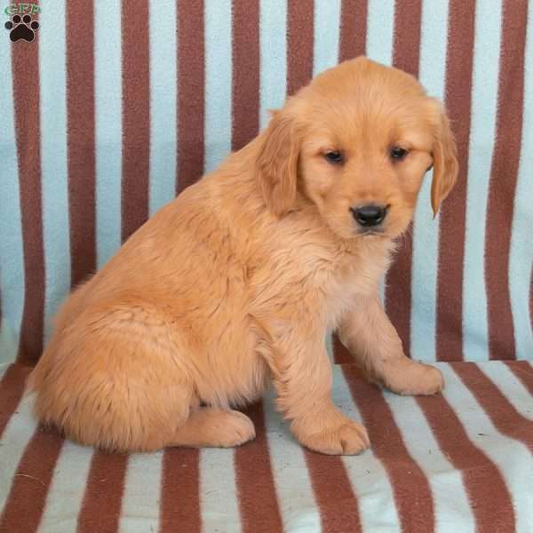 Crystal, Golden Retriever Puppy